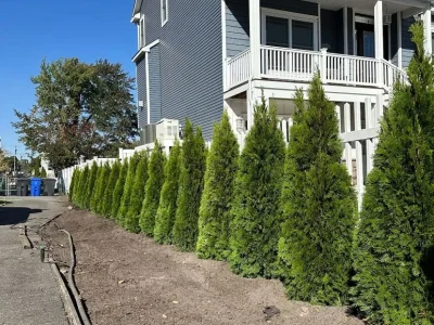 Trimming 04 Trimming 04